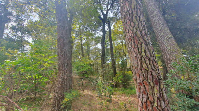Offres de vente Terrain Saint-Brevin-les-Pins (44250)